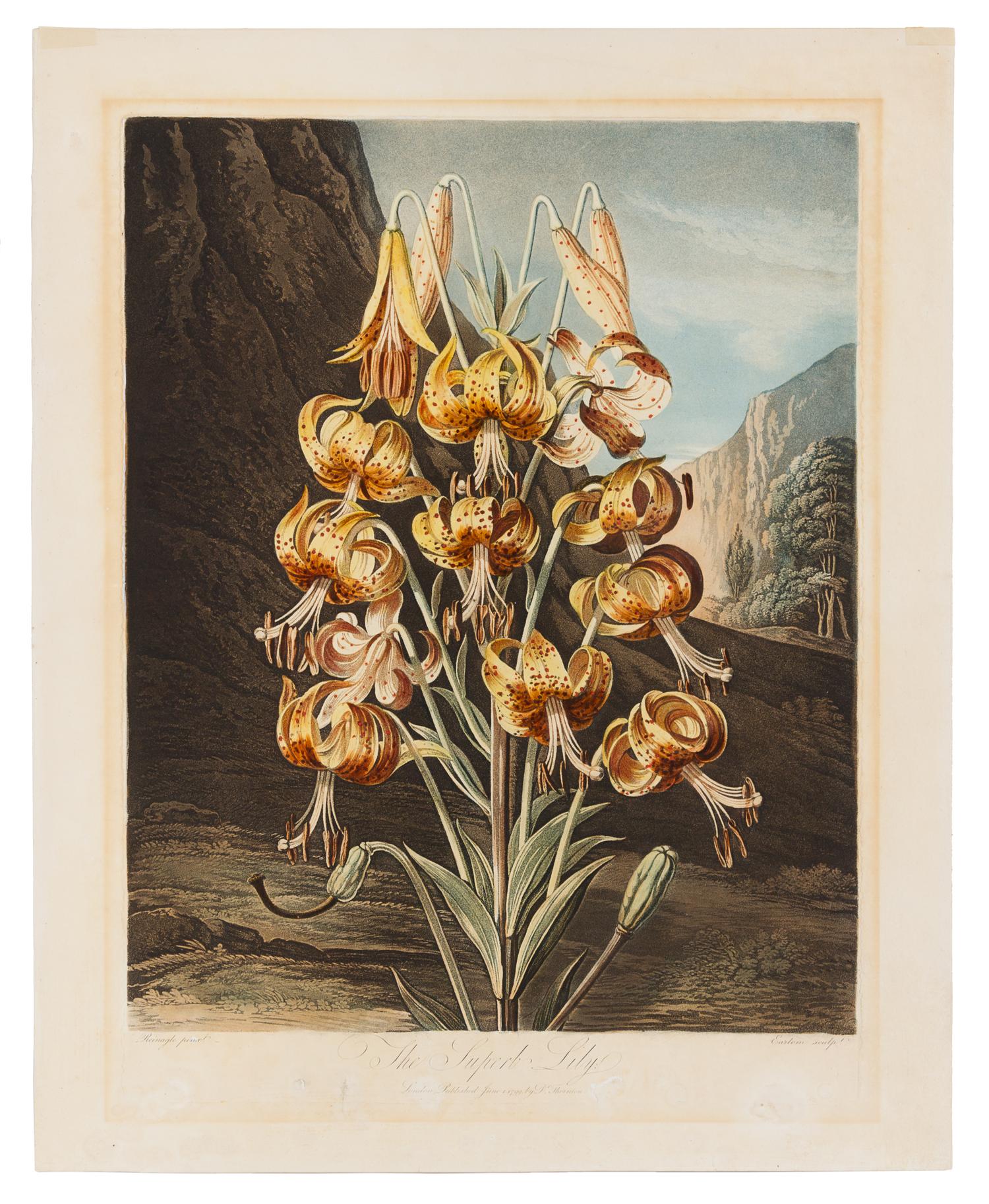Thornton, Robert (1768-1837) The Blue Passion Flower -- The Superb Lily