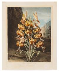 Thornton, Robert (1768-1837) The Blue Passion Flower -- The Superb Lily
