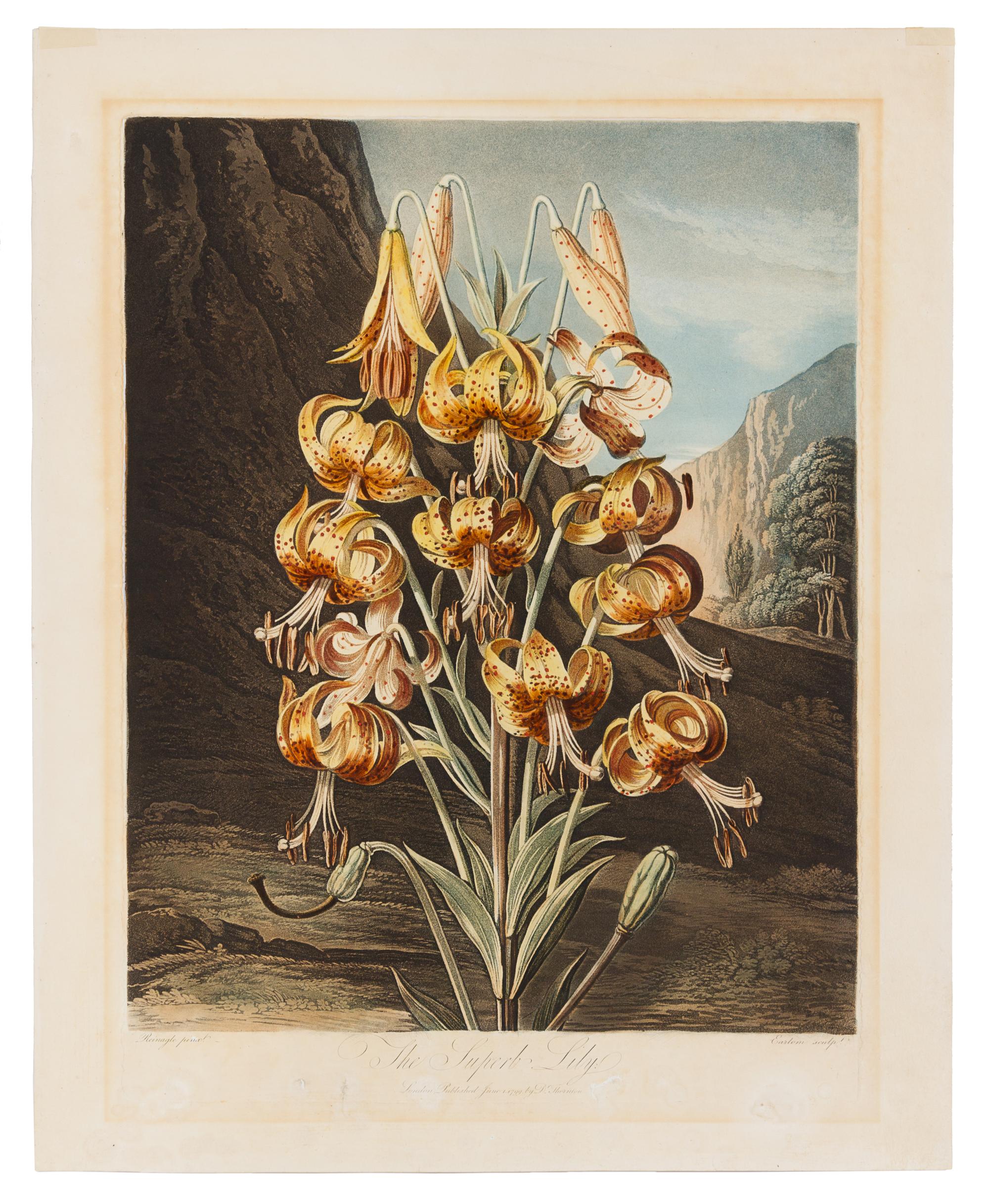 Thornton, Robert (1768-1837) The Blue Passion Flower -- The Superb Lily