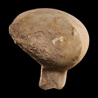 An Anatolian Marble Head