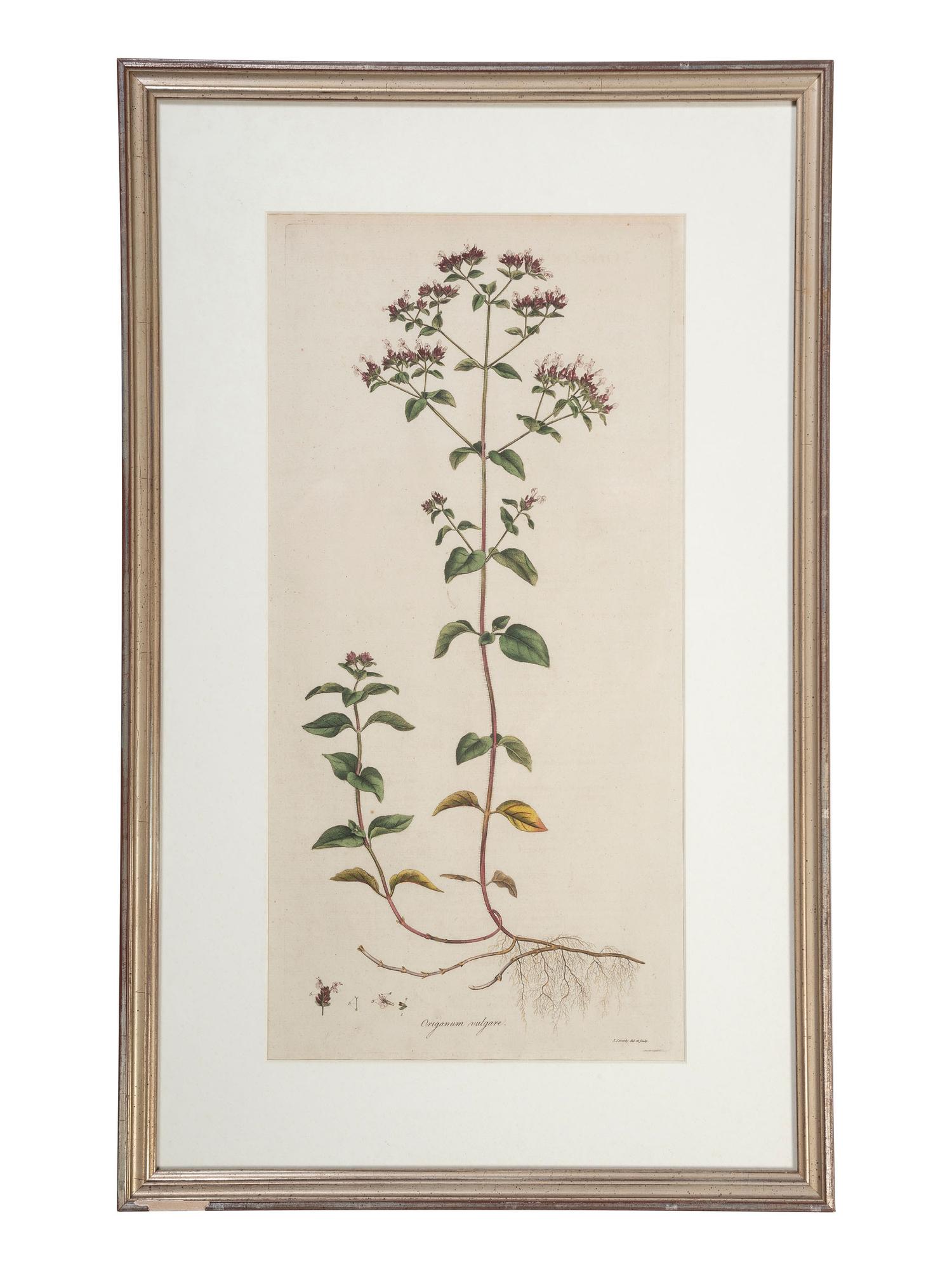 Five Hand-Colored Botanical Engravings
