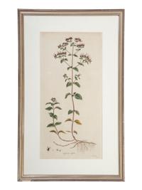 Five Hand-Colored Botanical Engravings