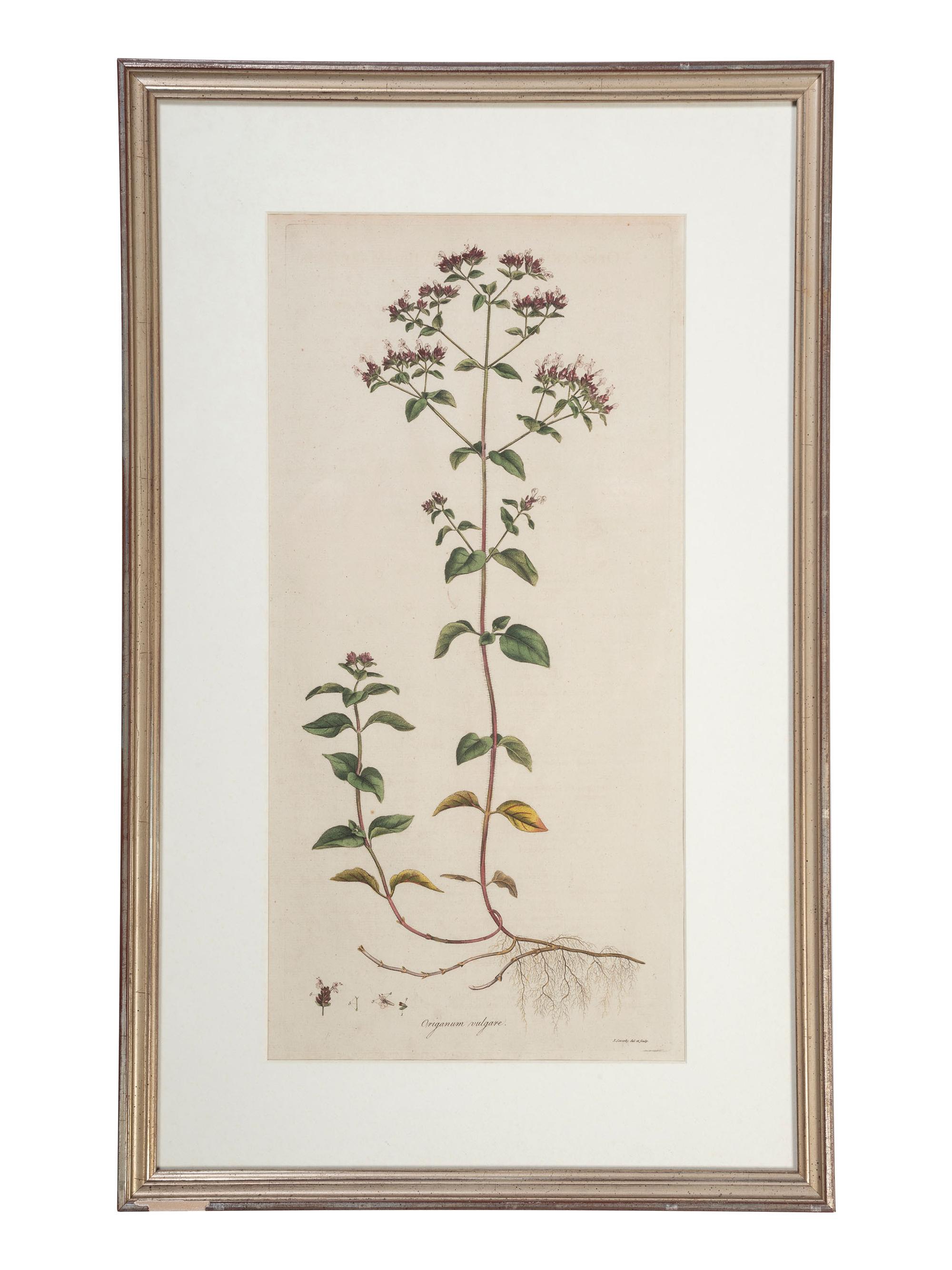 Five Hand-Colored Botanical Engravings