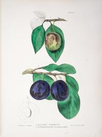 (BOTANY) EMMONS, EBENEZER. Agriculture of New York. Albany, 1851. Vol. 3 (of 5) only. Color plates throughout.