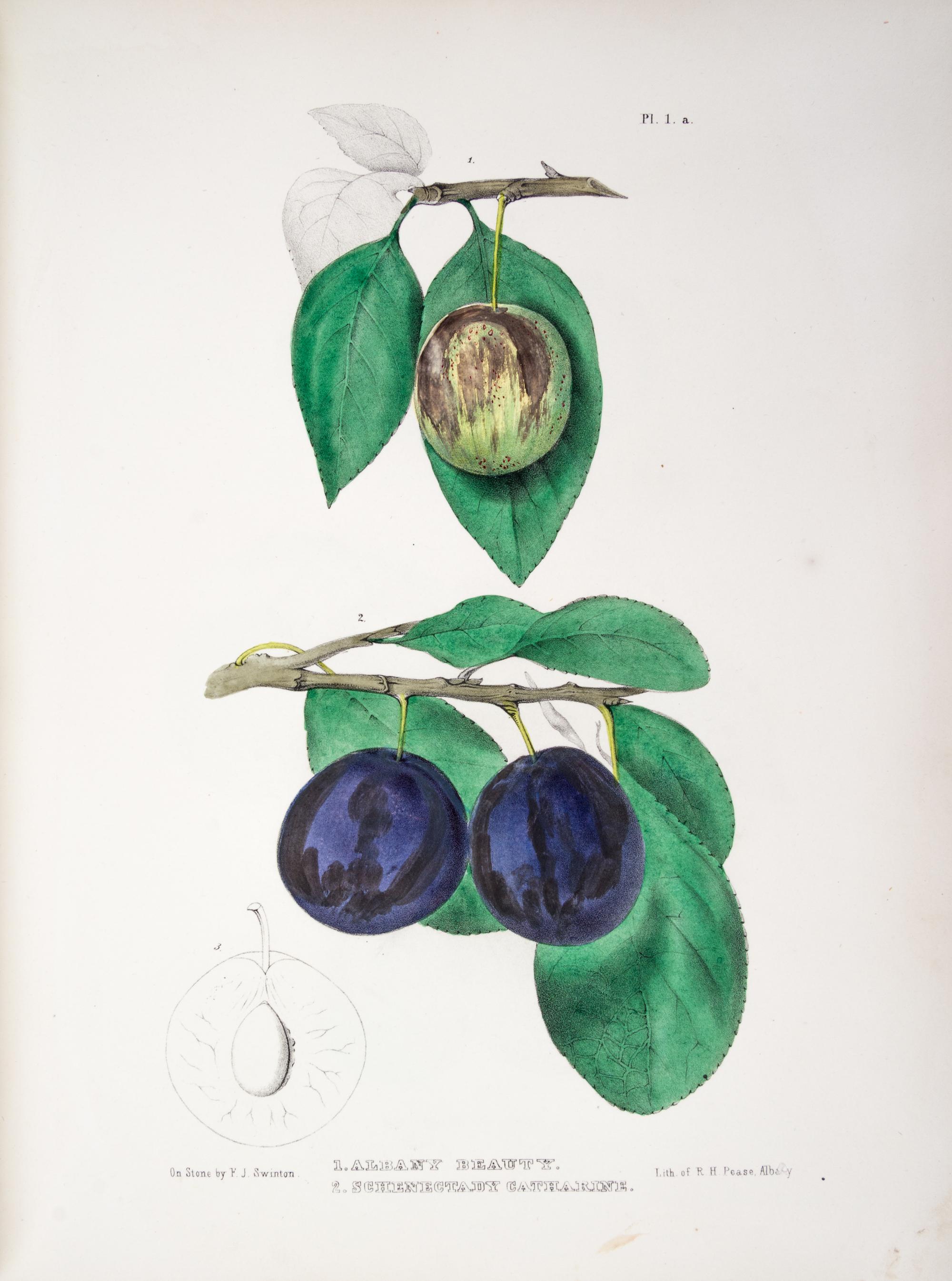 (BOTANY) EMMONS, EBENEZER. Agriculture of New York. Albany, 1851. Vol. 3 (of 5) only. Color plates throughout.