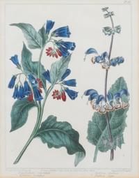 A Group of Six Botanical Color Prints 9 1/2 x 7 3/4 inches. — 20TH CENTURY