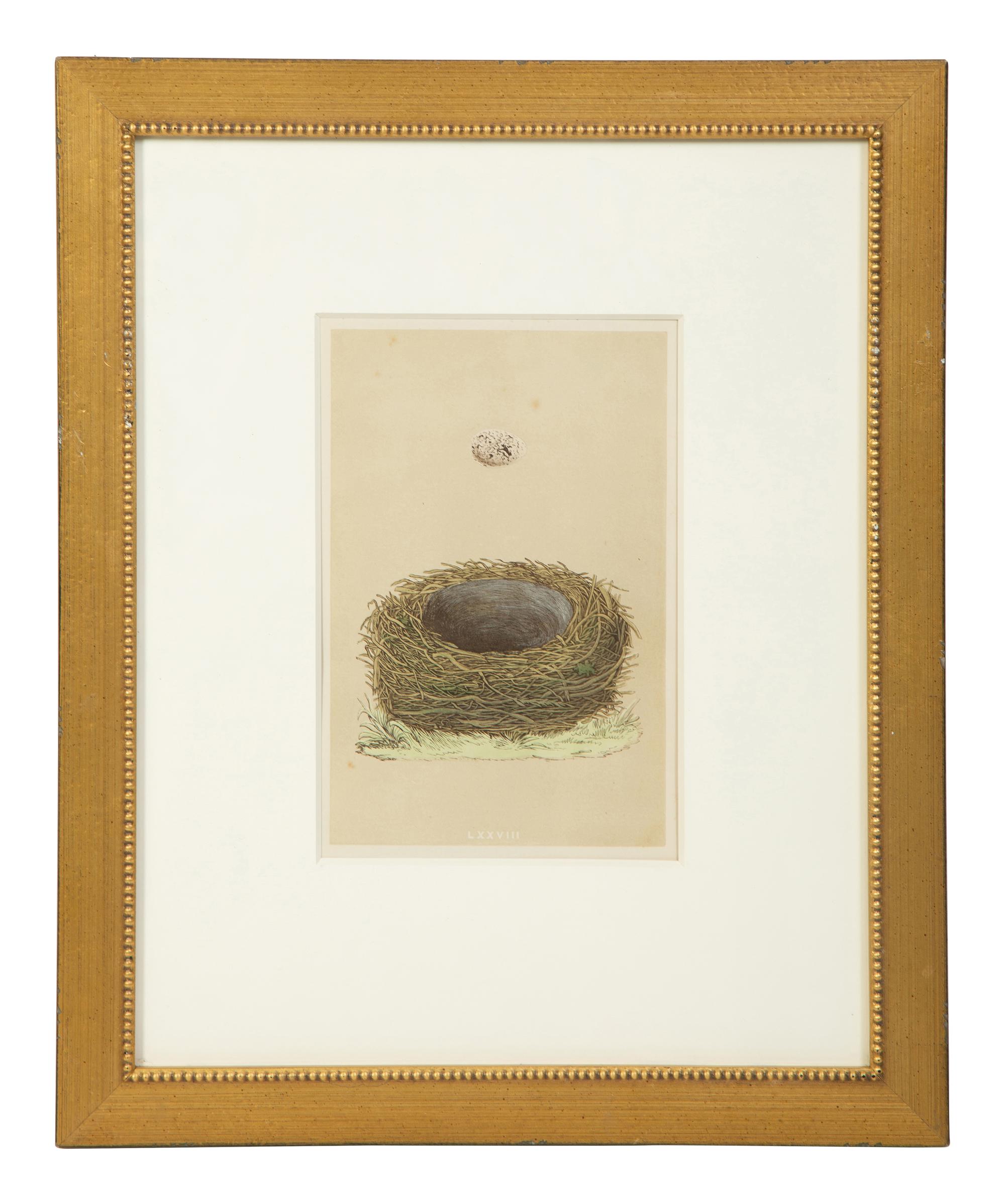 A Set of Six Prints from A Natural History of the Nests and Eggs of British Birds , by Rev. Francis O. Morris, B.A. (Irish, 1810-1893)
