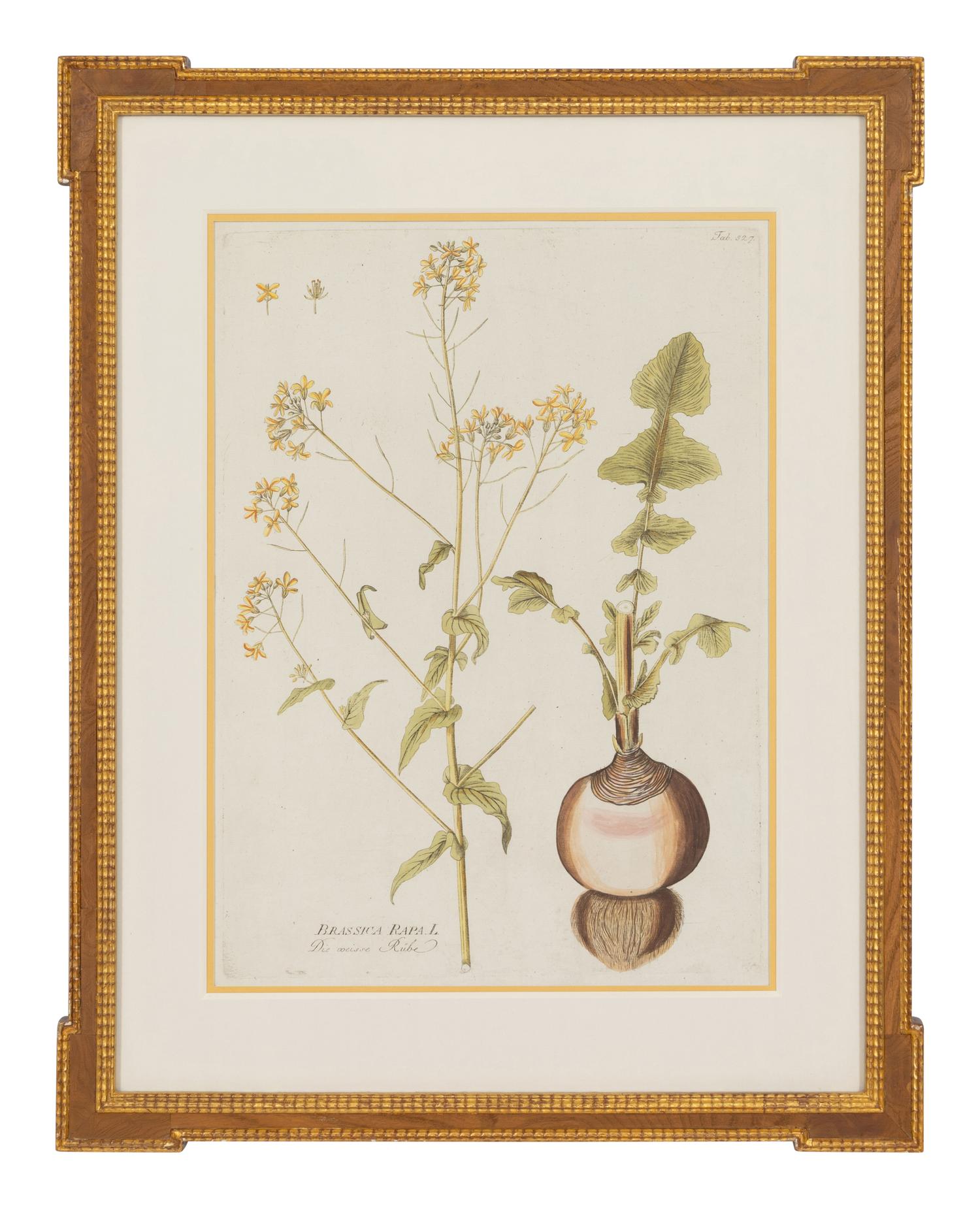 A Set of Four Botanical Prints in Gilt Frames
