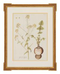 A Set of Four Botanical Prints in Gilt Frames