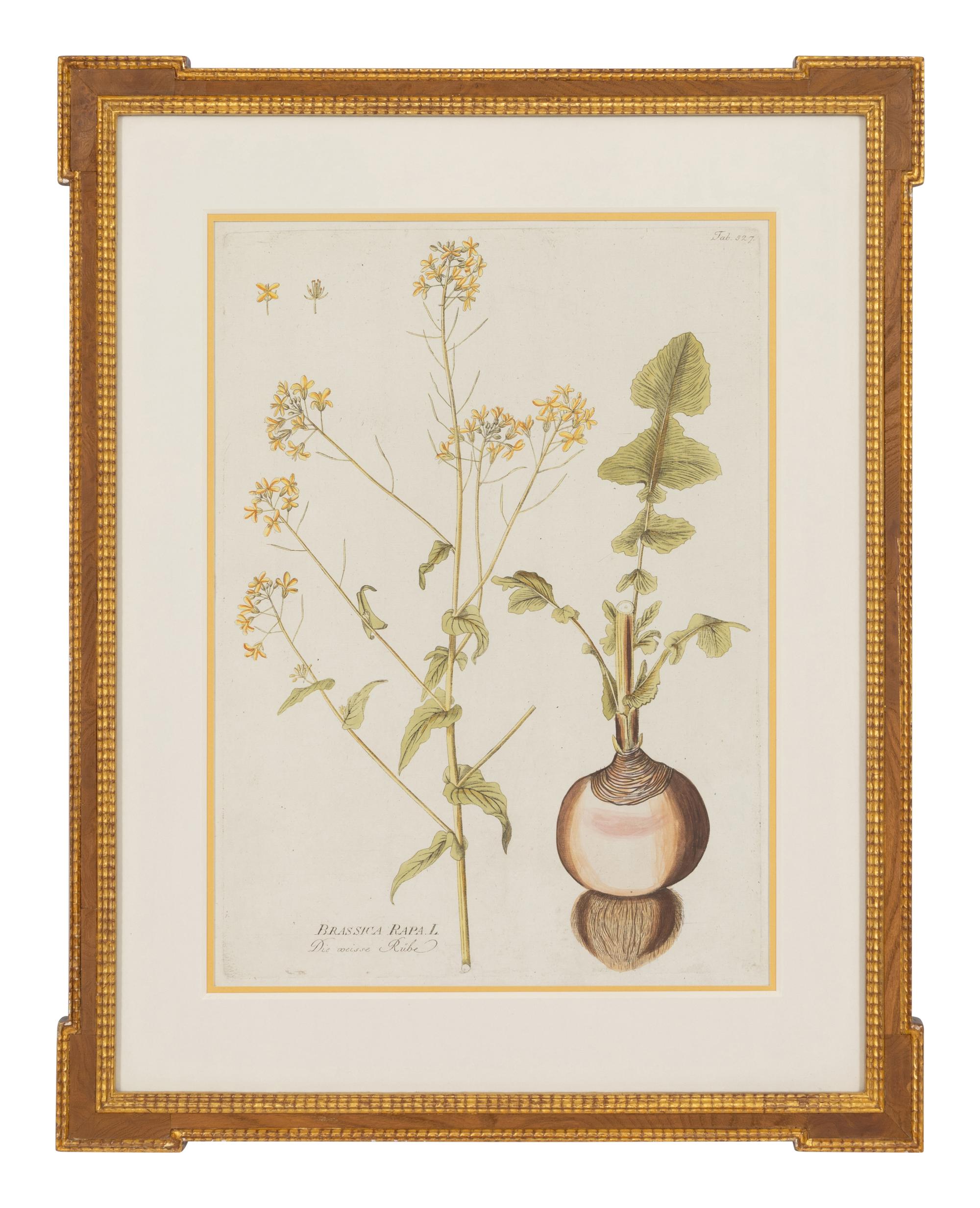 A Set of Four Botanical Prints in Gilt Frames
