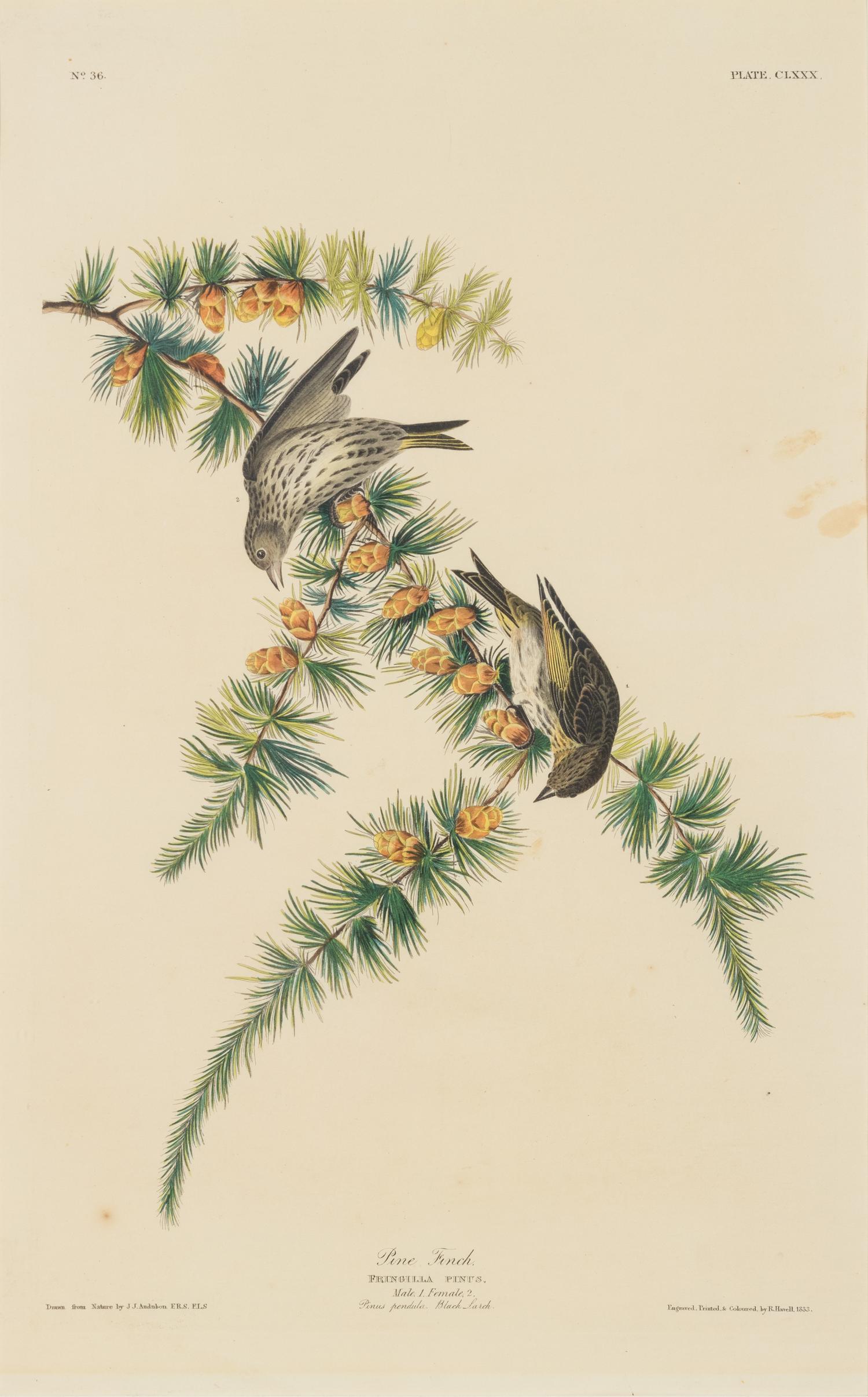 AUDUBON, John James (1785-1851) -- A pair of engravings with aquatint and hand-coloring by Robert Havell, ca 1833, comprising: