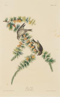 AUDUBON, John James (1785-1851) -- A pair of engravings with aquatint and hand-coloring by Robert Havell, ca 1833, comprising: