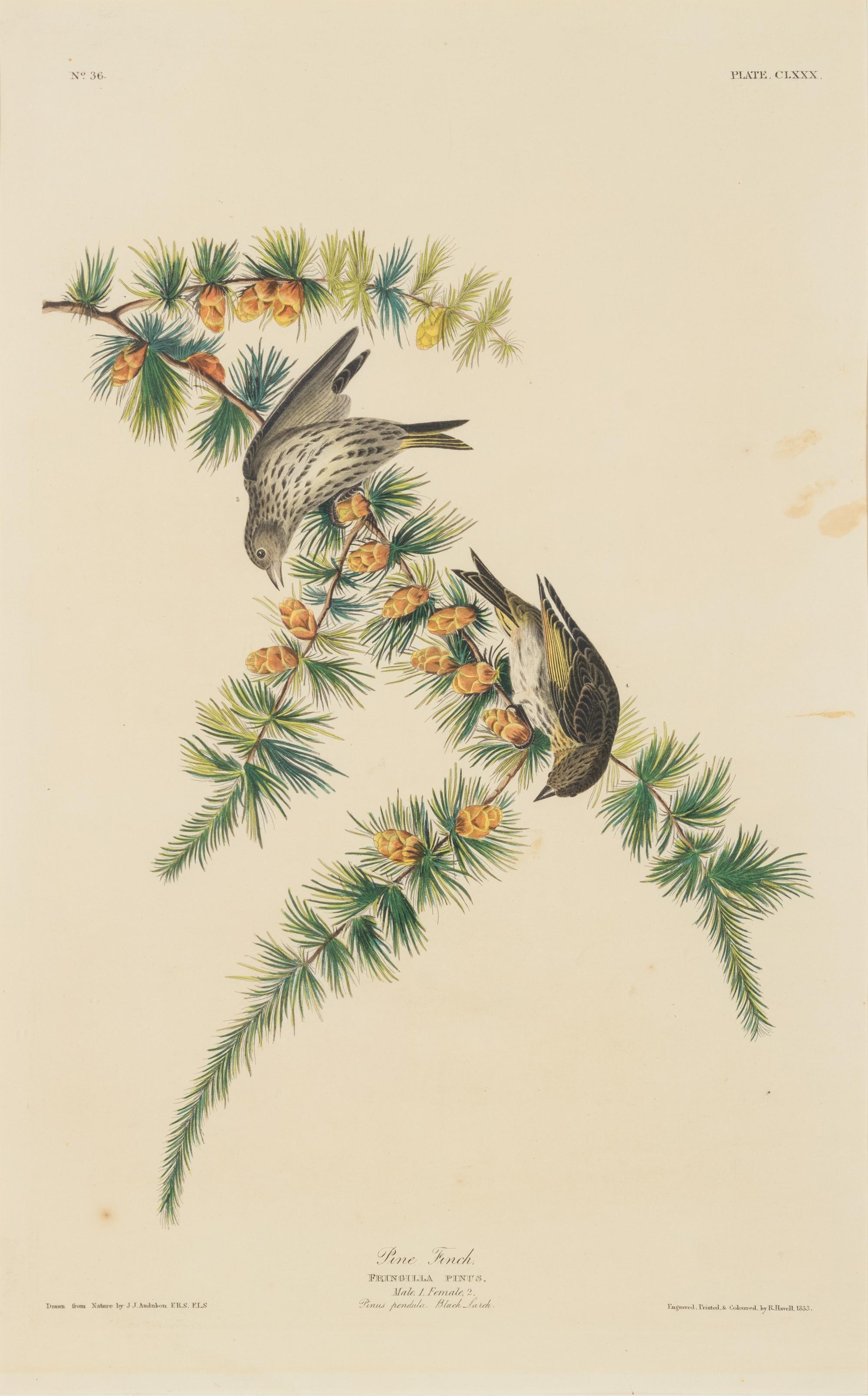 AUDUBON, John James (1785-1851) -- A pair of engravings with aquatint and hand-coloring by Robert Havell, ca 1833, comprising: