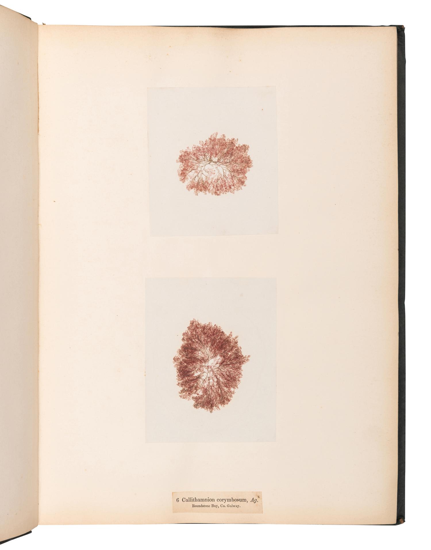 [SPECIMEN ALBUM]. M'CALLA, William. Algae Hibernicae . Dublin: Samuel B. Oldham, 1845, 1848.