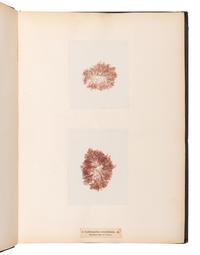 [SPECIMEN ALBUM]. M'CALLA, William. Algae Hibernicae . Dublin: Samuel B. Oldham, 1845, 1848.