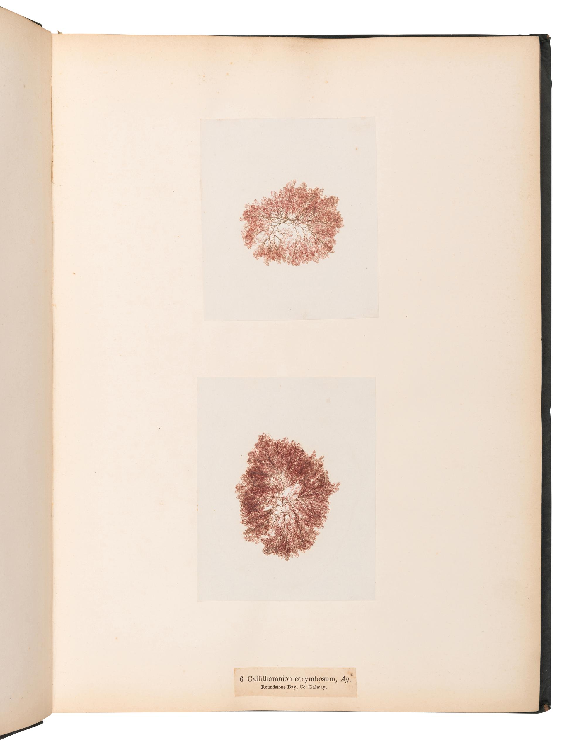 [SPECIMEN ALBUM]. M'CALLA, William. Algae Hibernicae . Dublin: Samuel B. Oldham, 1845, 1848.