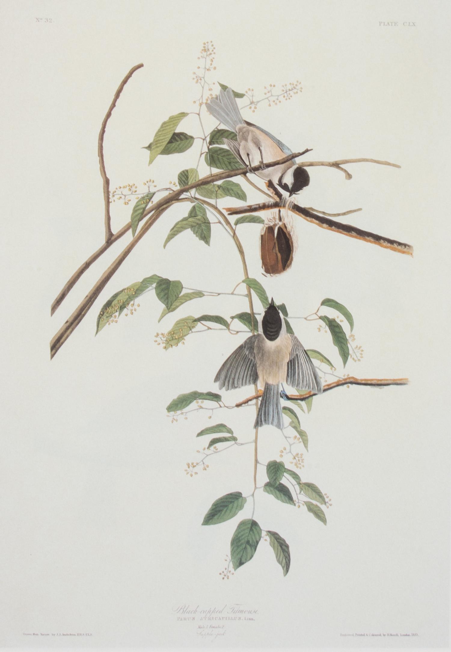 A Group of Six Audubon Color Prints 12 1/4 x 8 1/2 inches. — 20TH CENTURY