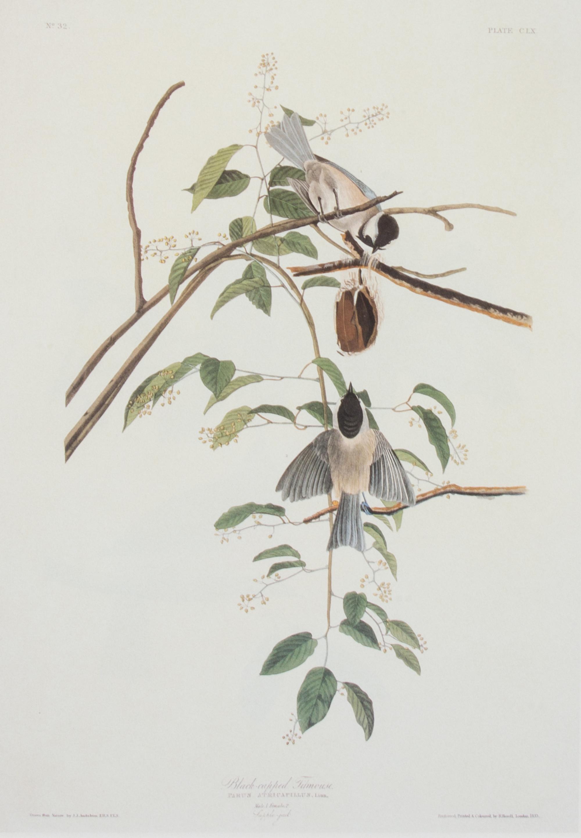 A Group of Six Audubon Color Prints 12 1/4 x 8 1/2 inches. — 20TH CENTURY