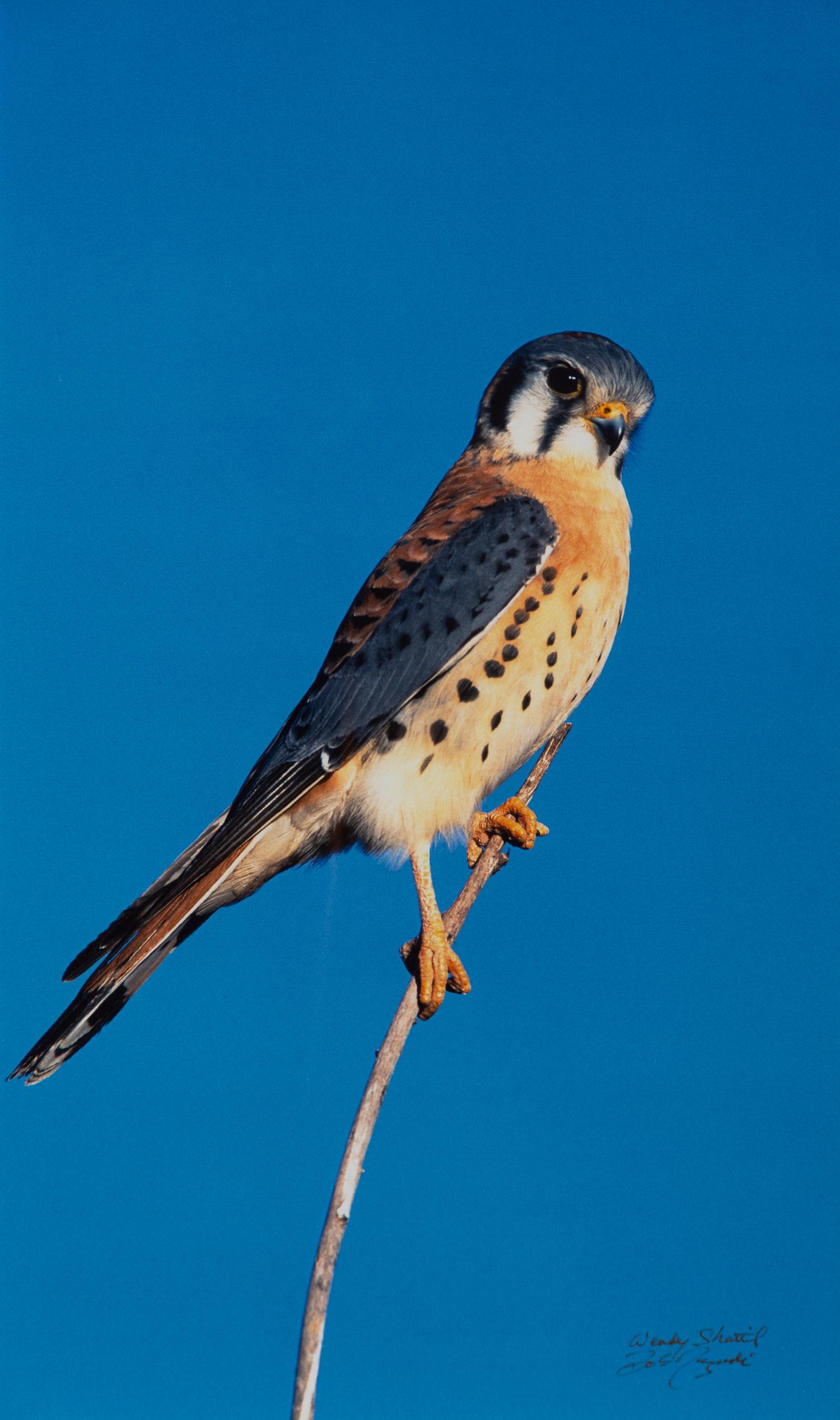 Prairie Vision: Images from a Sea of Grass (2002) Twenty Color Photographs