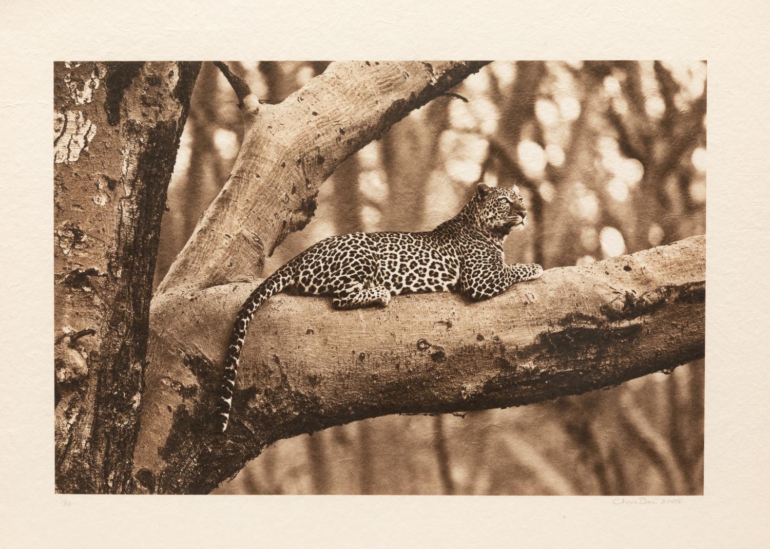 Leopard in Fever Tree #2 edition 1/30, 2008