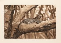Leopard in Fever Tree #2 edition 1/30, 2008