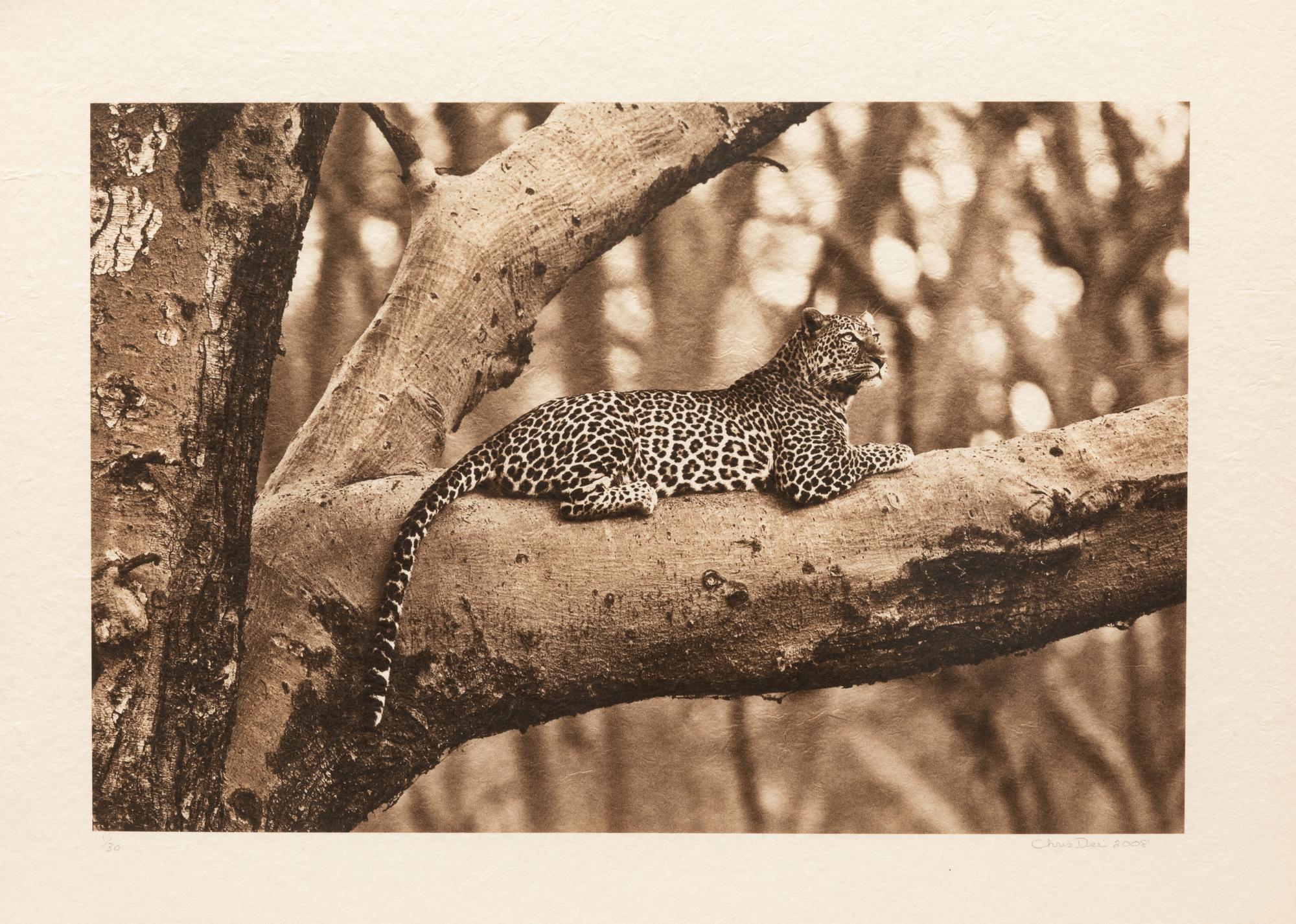 Leopard in Fever Tree #2 edition 1/30, 2008