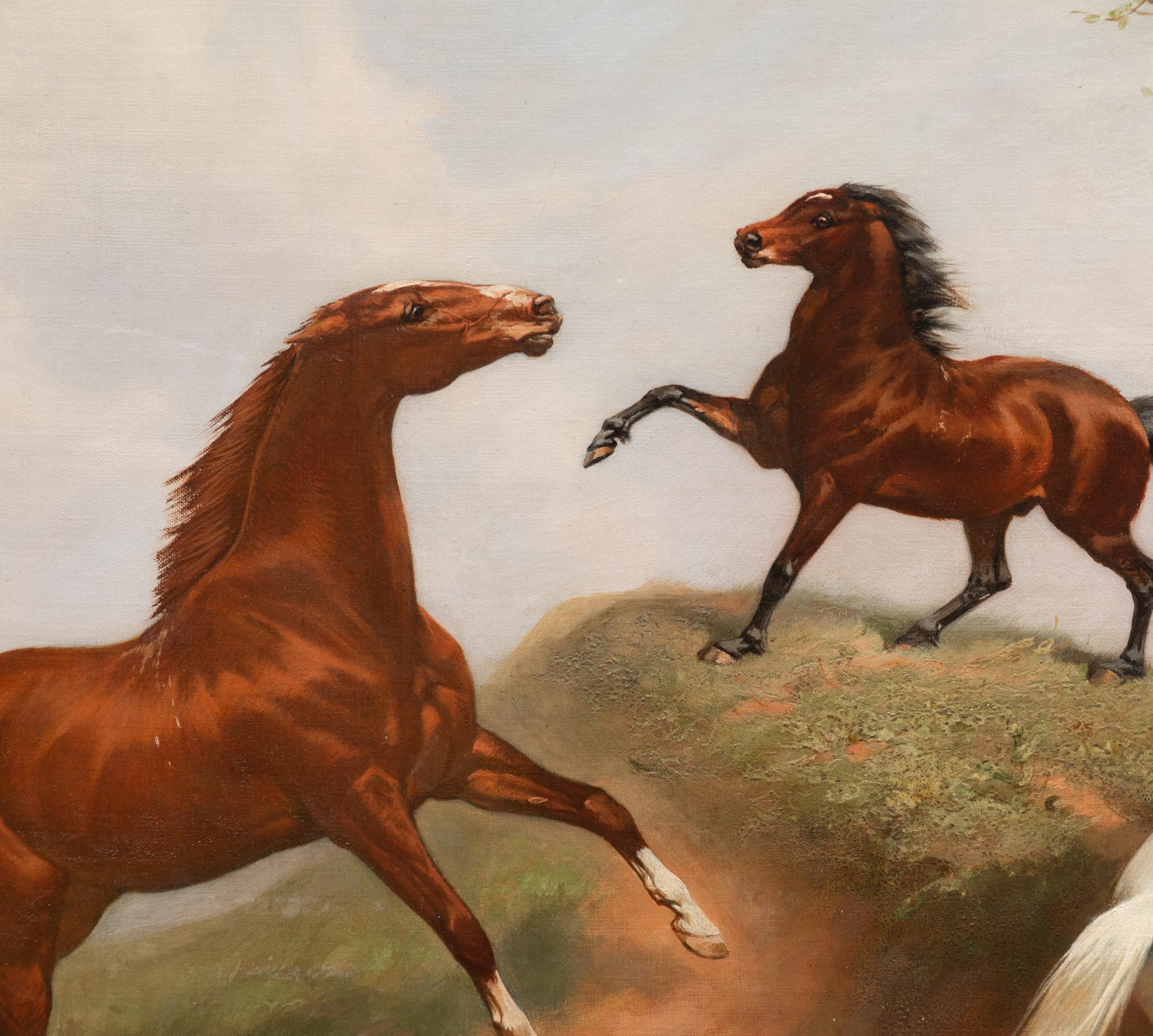 Horse Study