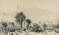 A Mirage – Arizona