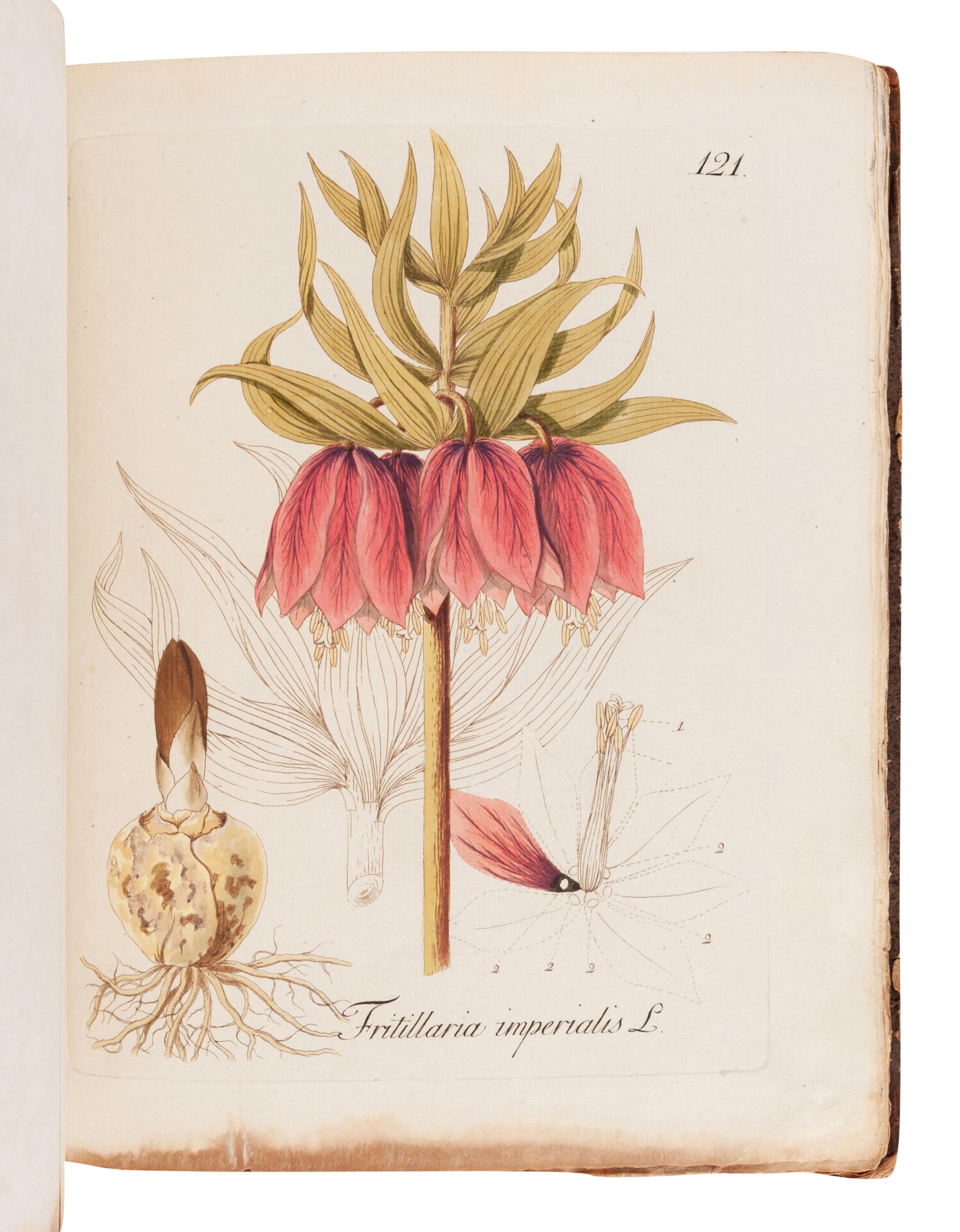 KERNER, Johann Simon (1755-1830). Abbildung Aller Oekonomischen Pflanzen. Stuttgart: Christoph Friedrich Cotta, 1786, 1788.
