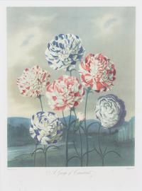 A Group of Seven Hand Colored Engravings Largest 27 x 21 inches. — 19TH CENTURY