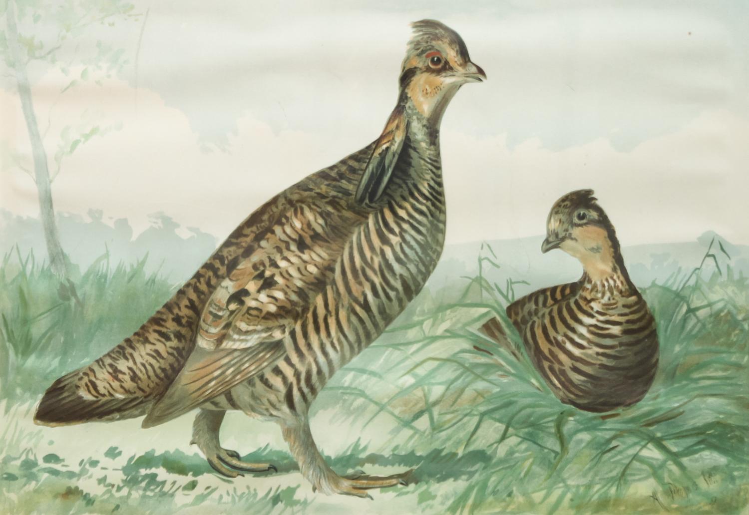 Alexander Pope Jr., (American, 1849-1924), chromolithograph Upland Game Birds and Waterfowl of the United States portfolio of 22 prints