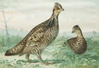 Alexander Pope Jr., (American, 1849-1924), chromolithograph Upland Game Birds and Waterfowl of the United States portfolio of 22 prints