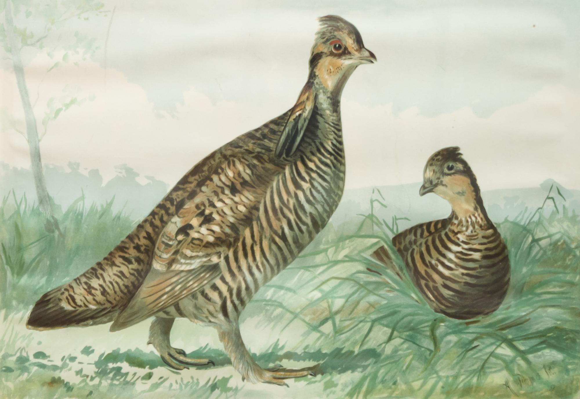 Alexander Pope Jr., (American, 1849-1924), chromolithograph Upland Game Birds and Waterfowl of the United States portfolio of 22 prints