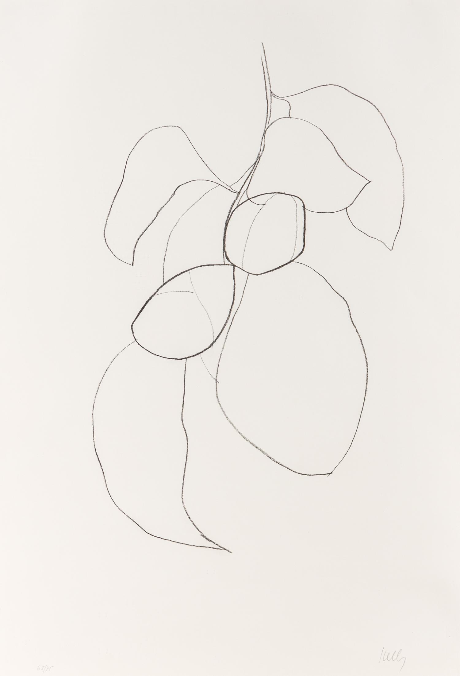 Camellia III (from Suite of Plant Lithographs ), 1964-1965