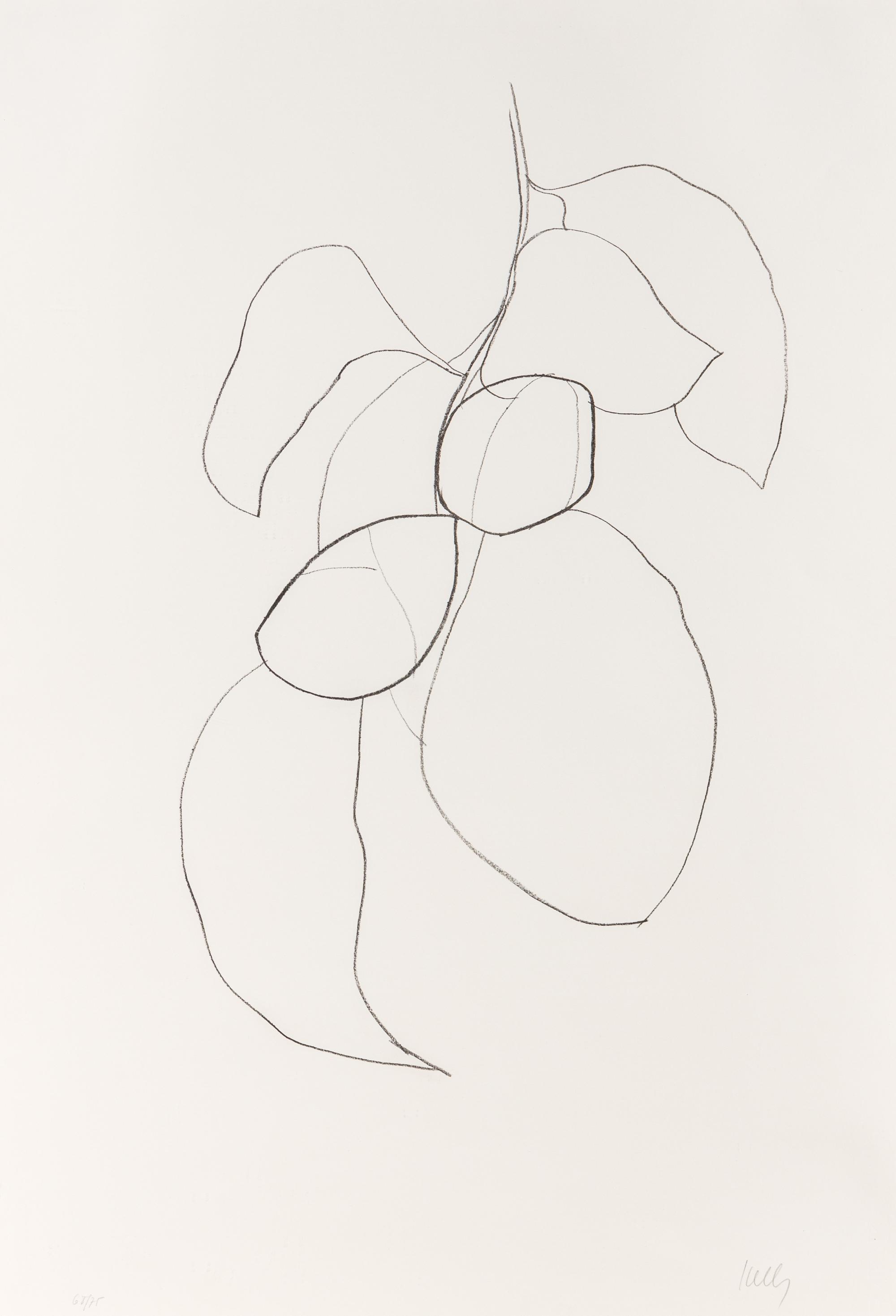 Camellia III (from Suite of Plant Lithographs ), 1964-1965