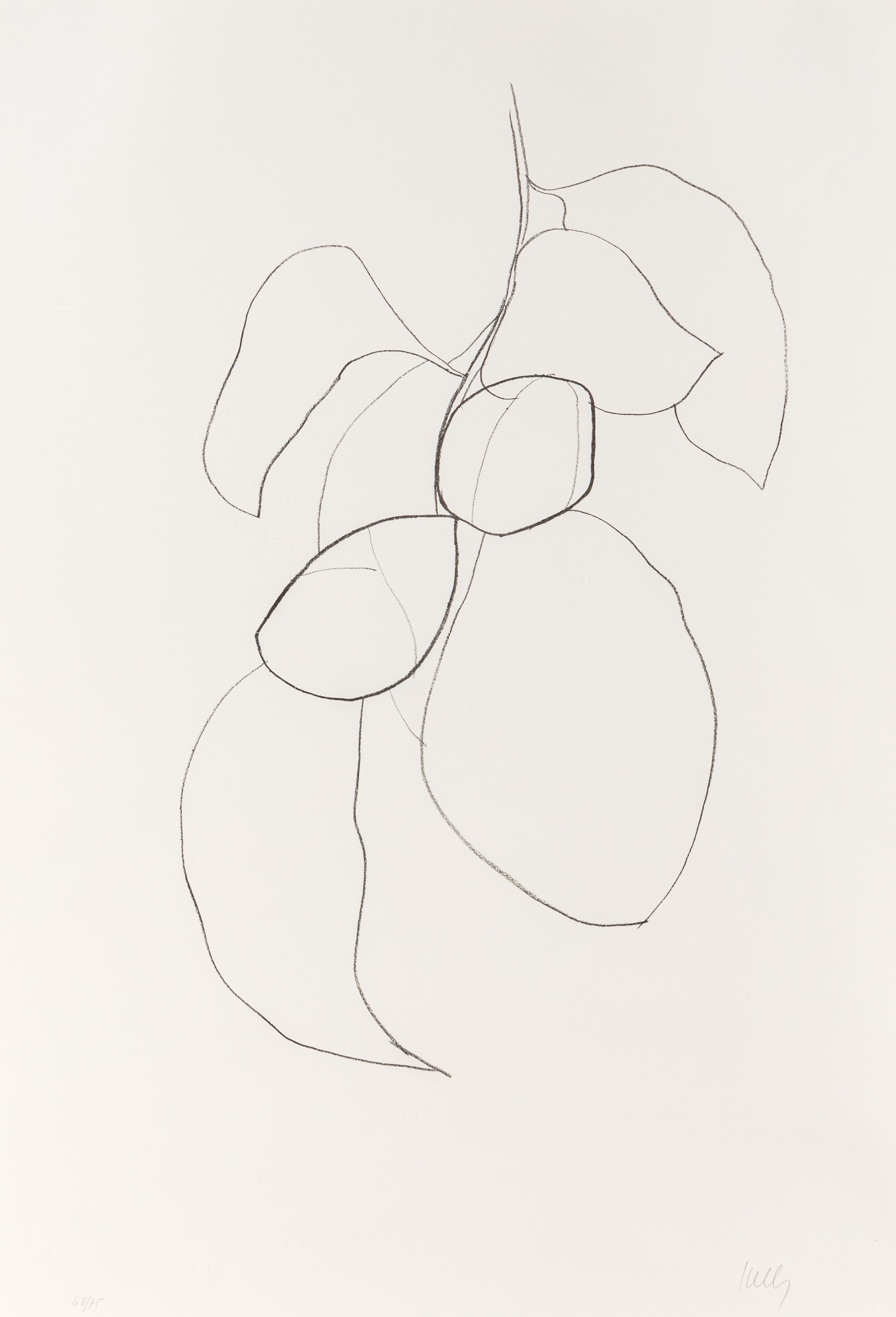 Camellia III (from Suite of Plant Lithographs ), 1964-1965