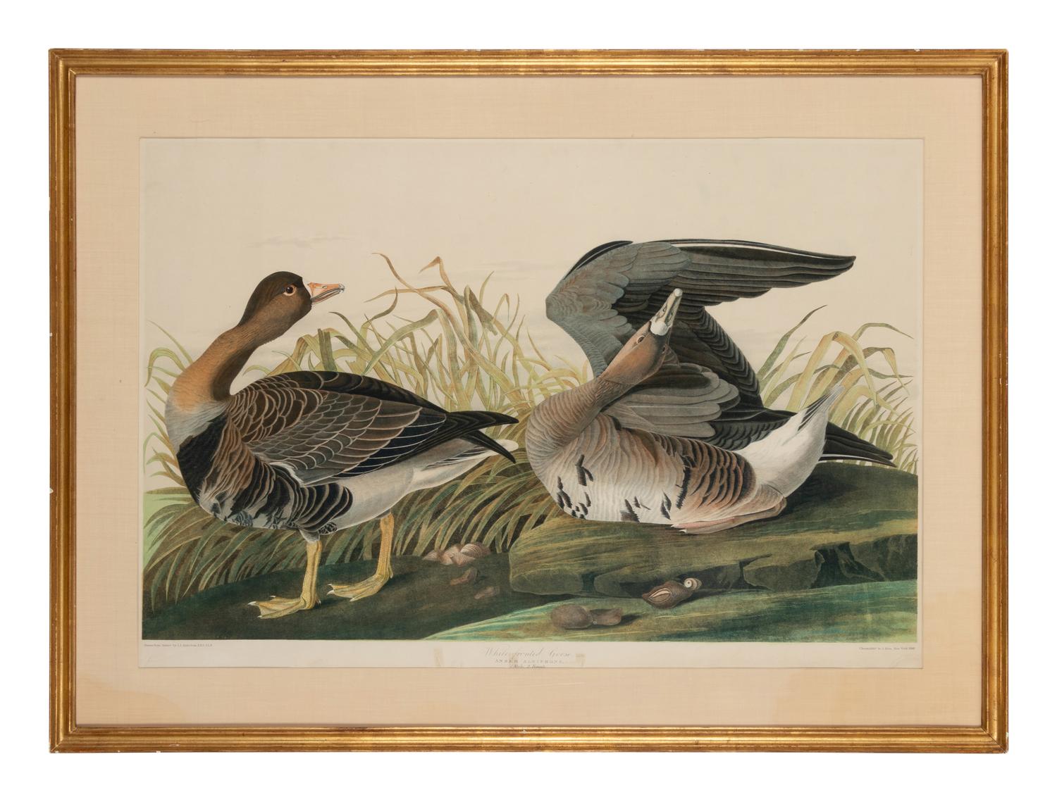 AUDUBON, John James (1785-1851)