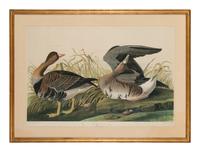 AUDUBON, John James (1785-1851)
