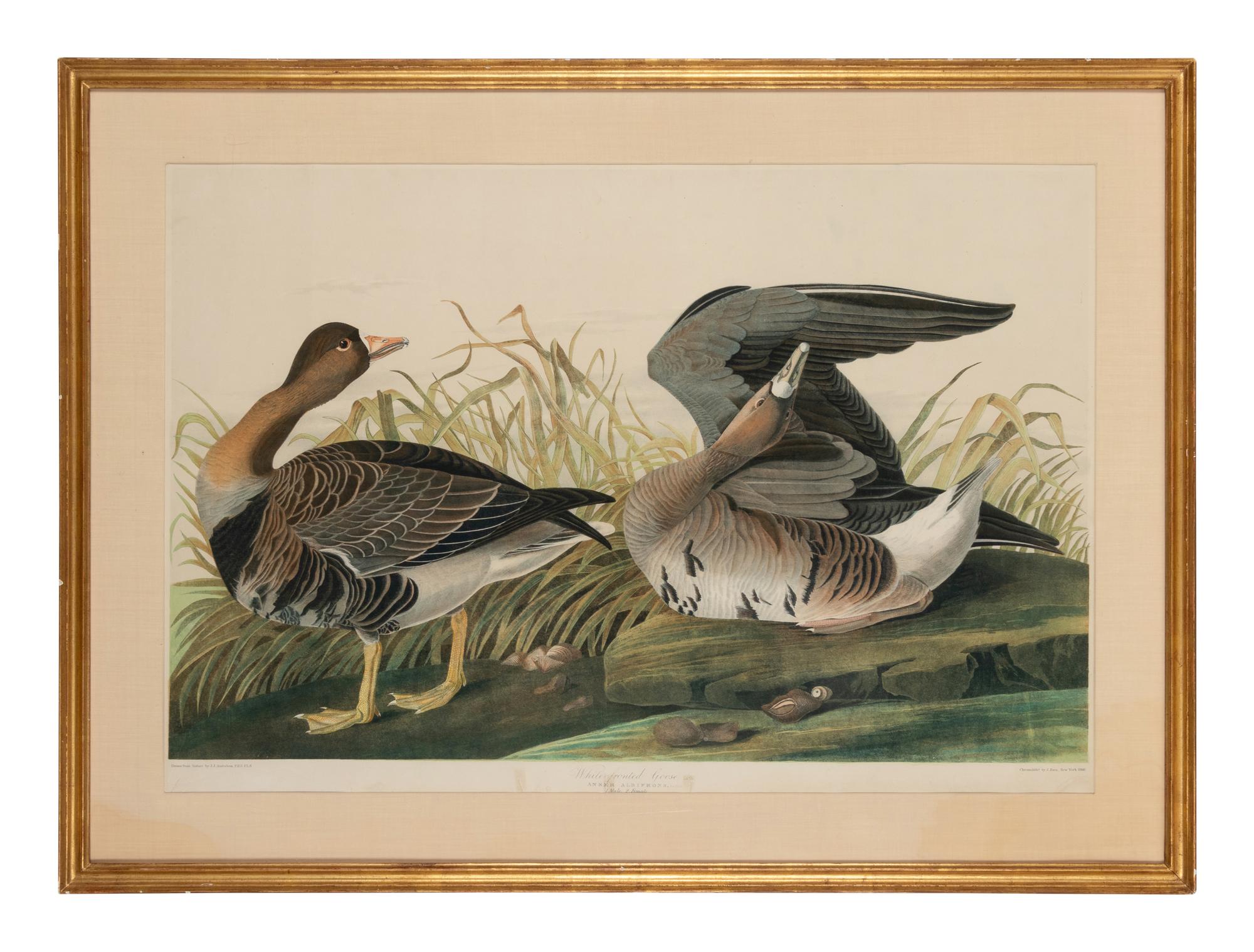AUDUBON, John James (1785-1851)