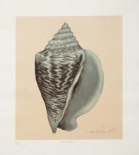 A Set of Four Decorative Nautilus Prints in Mirrored Frames — 20TH CENTURY