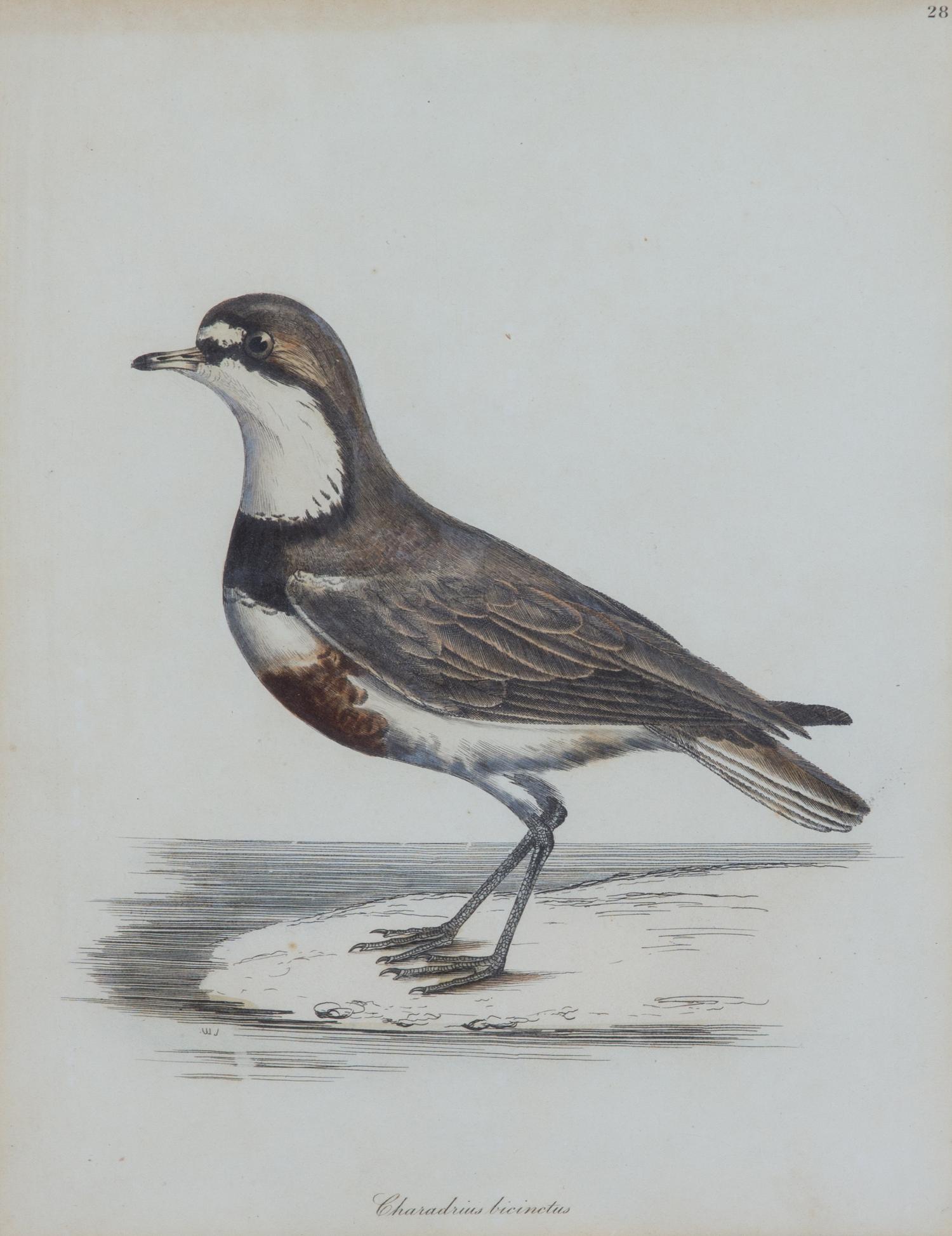 A Group of Six Ornithological Color Prints Framed 15 x 13 inches. — 20TH CENTURY