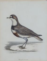 A Group of Six Ornithological Color Prints Framed 15 x 13 inches. — 20TH CENTURY