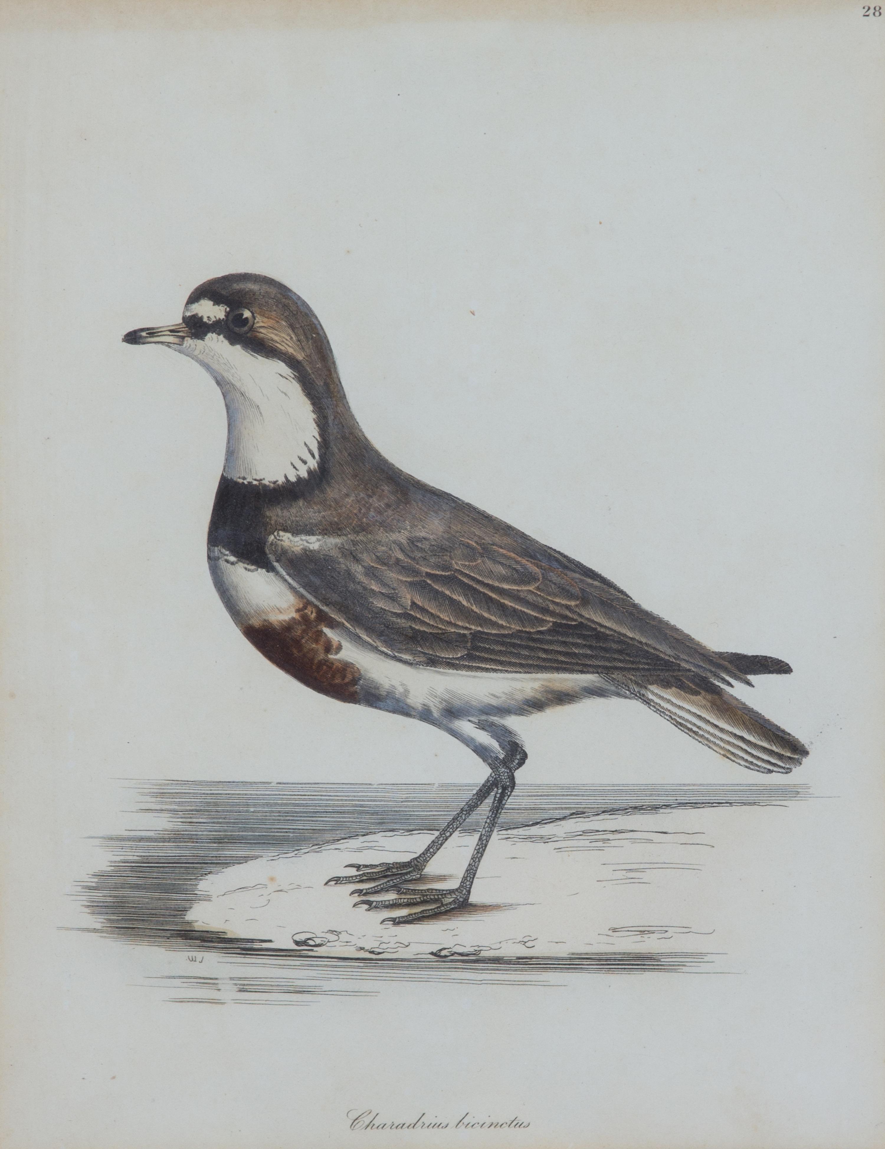 A Group of Six Ornithological Color Prints Framed 15 x 13 inches. — 20TH CENTURY
