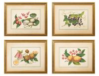 Four Chinese Watercolor and Gouache Pith Paintings of Exotic Fruit