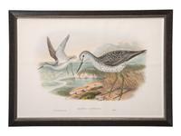 Eight Framed Avian Prints