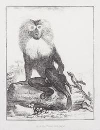 A Collection of Twenty Framed Black & White Animal Prints Framed size 21 3/4 x 19 1/2 inches. — 20TH CENTURY