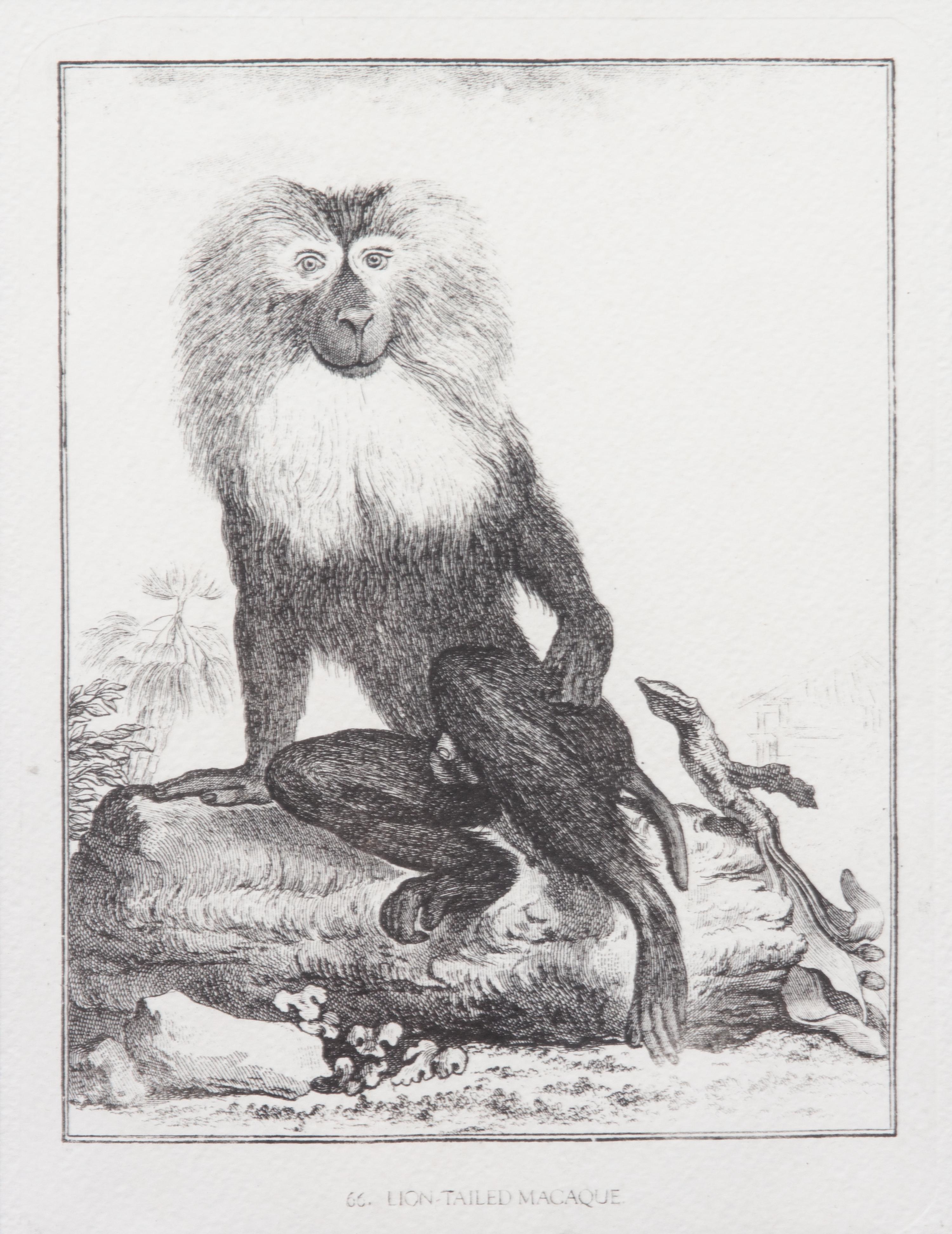A Collection of Twenty Framed Black & White Animal Prints Framed size 21 3/4 x 19 1/2 inches. — 20TH CENTURY