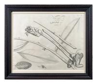 A Set of Six Framed Botanical Engravings