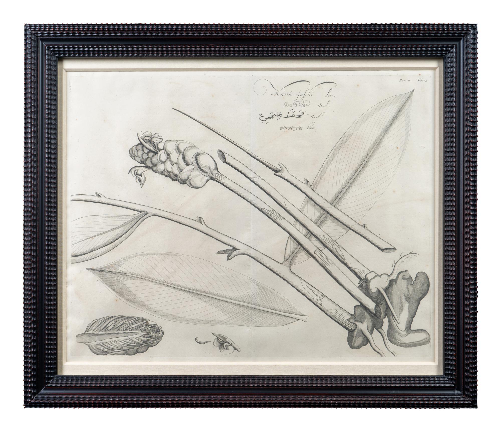 A Set of Six Framed Botanical Engravings