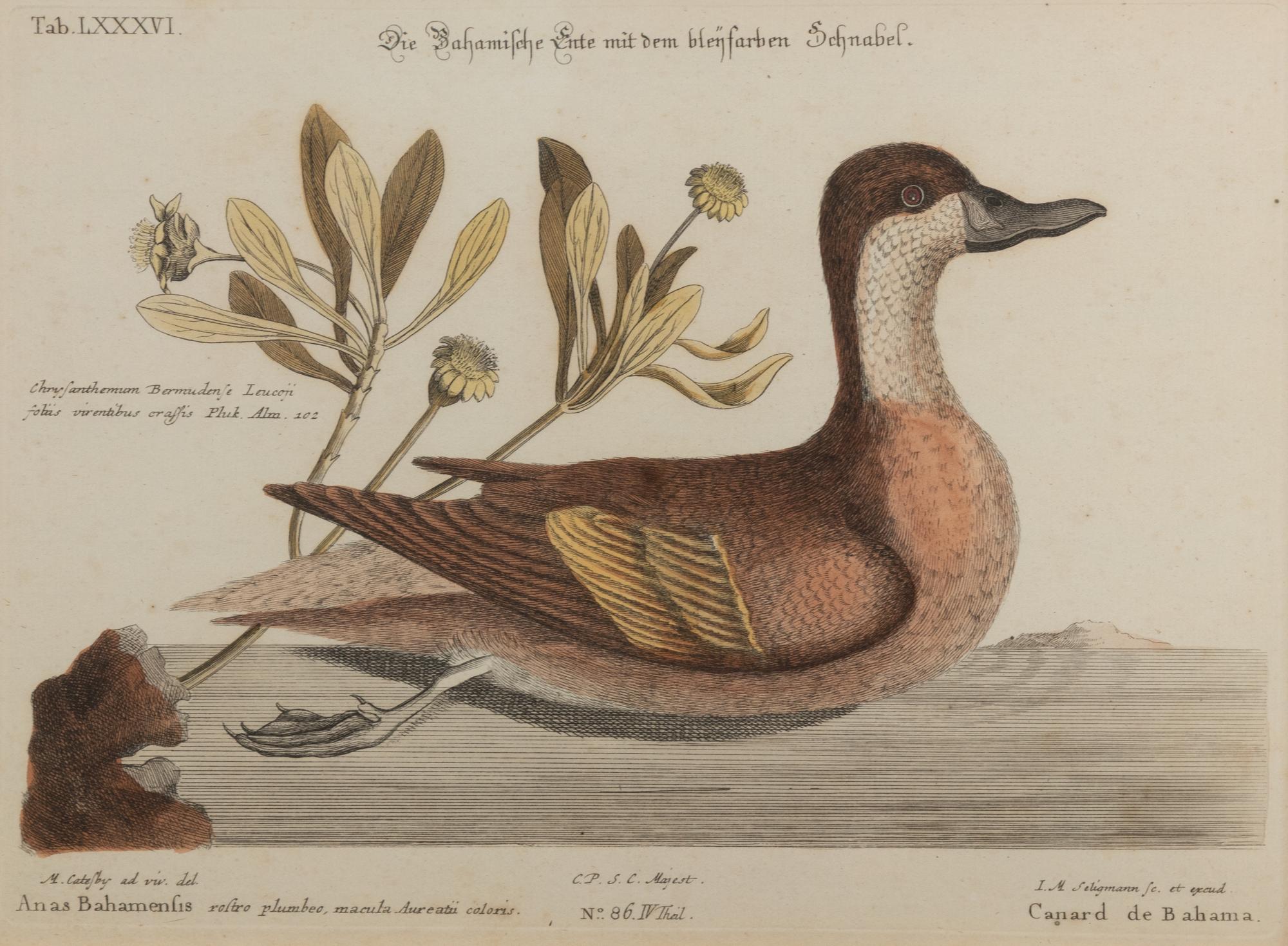 A Set of Four Bird Prints